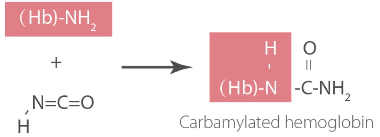 CarHb formation