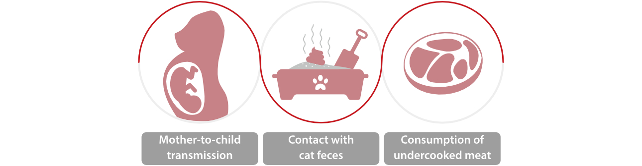 Toxoplasmosis-fig1-pc