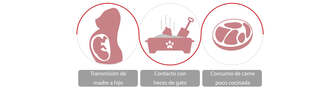 toxoplasmosis-fig1-pc-es-la