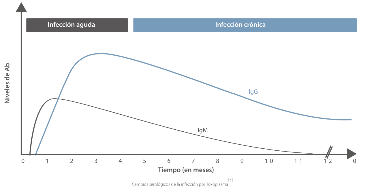 toxoplasmosis-fig4-pc-es-la