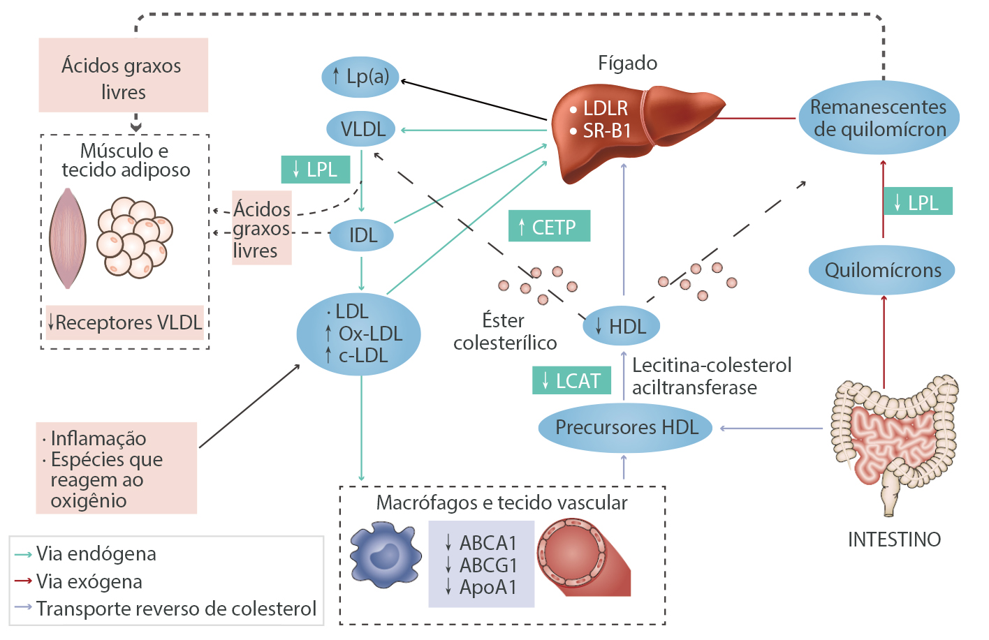 gln17-s5